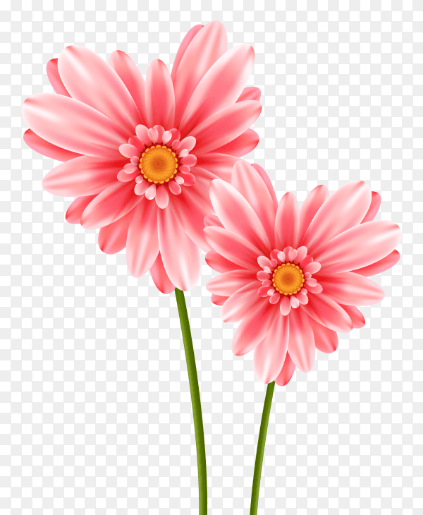Beautiful pink flower on transparent PNG