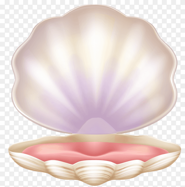 Empty open seashell on transparent background PNG