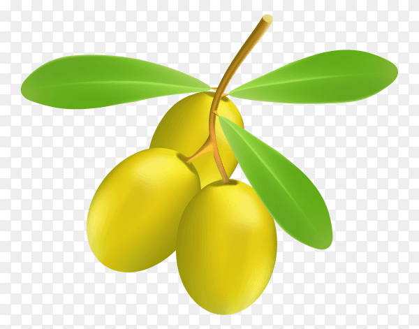 Green olive branch isolated on transparent background PNG