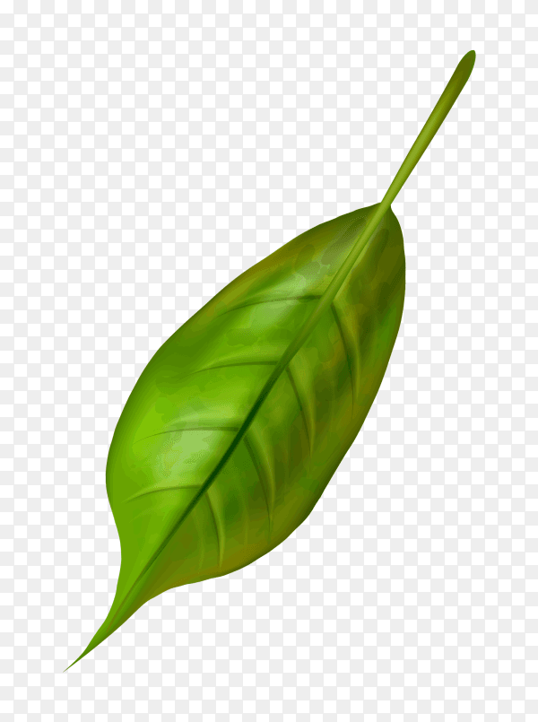 Green olive leaf on transparent background PNG