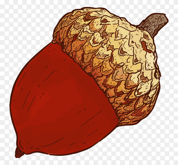 Hand drawn acorn illustration on transparent background PNG
