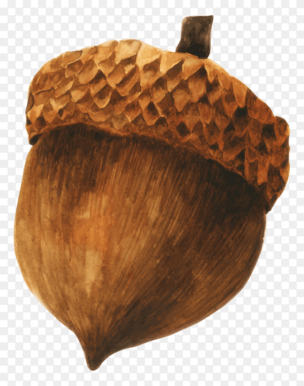 Hand drawn brown acorn isolated illustration on transparent PNG