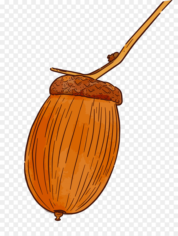 Hand drawn brown acorn on transparent background PNG