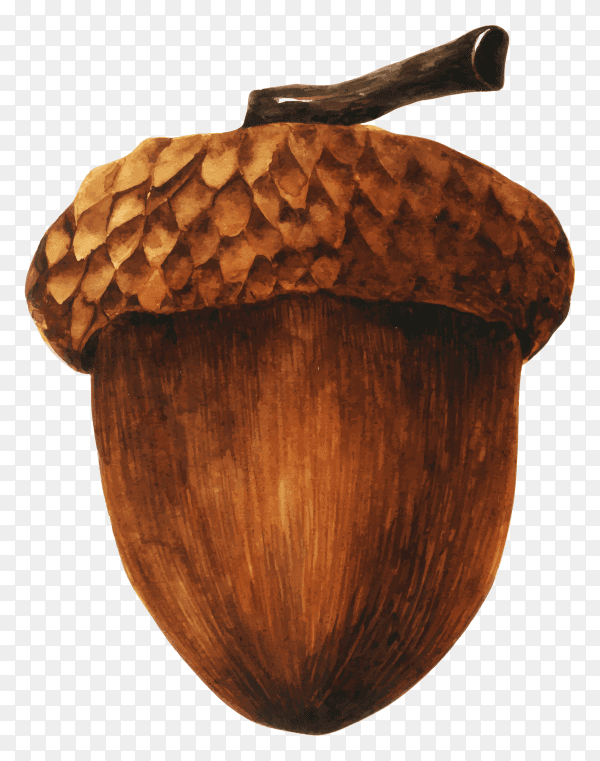 Hand drawn brown acorn template premium vector PNG