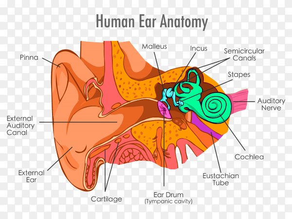Human Ear anatomy illustration on transparent background PNG