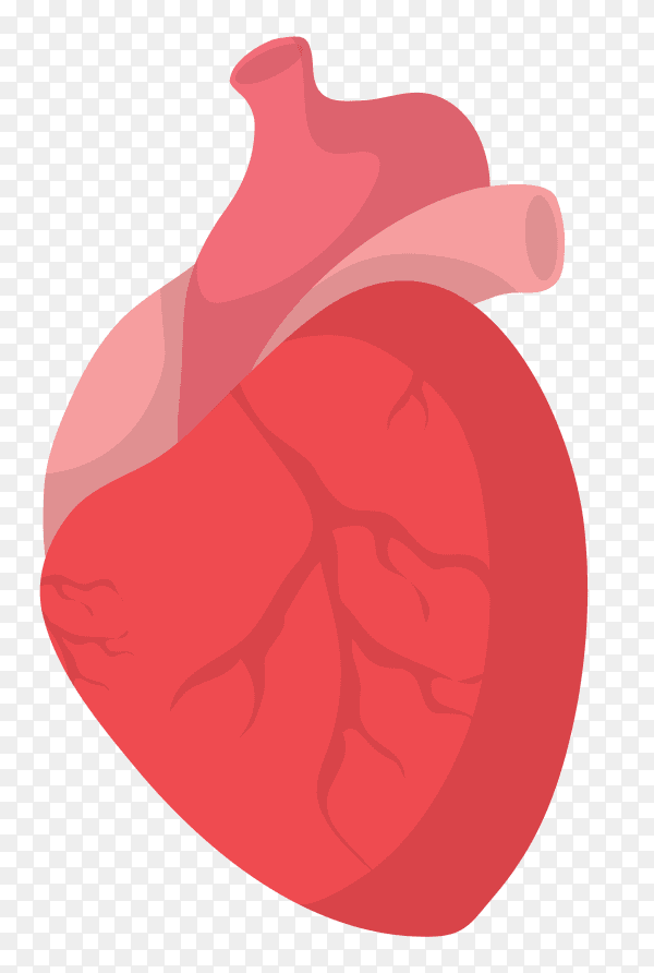 Human heart isolated on transparent background PNG