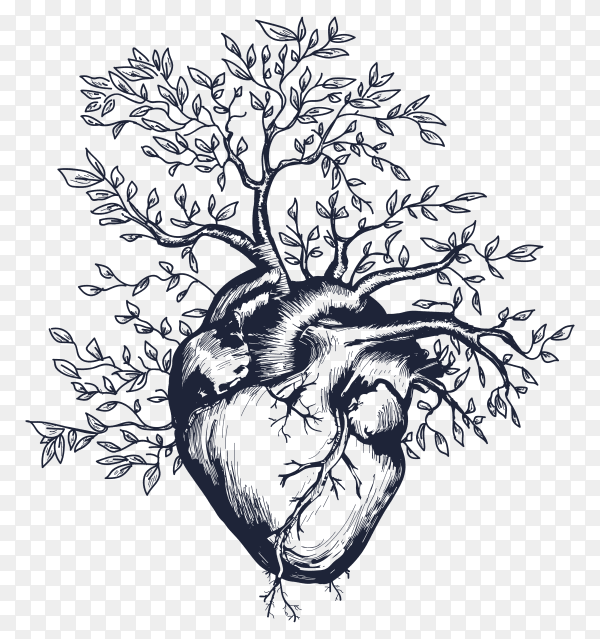 Illustration of Anatomical human heart from which the tree grows heart premium vector PNG