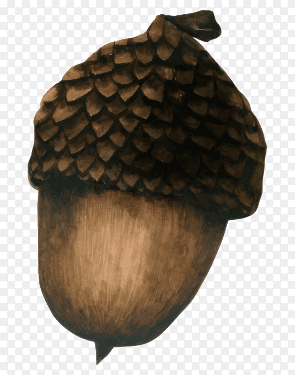 Pine cone watercolor design on transparent background PNG