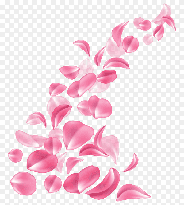 Realistic rose cherry sakura petal wave on transparent background PNG