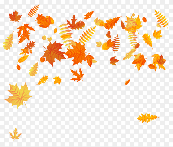 Autumn background with falling red and yellow leaves of oak on transparent background PNG