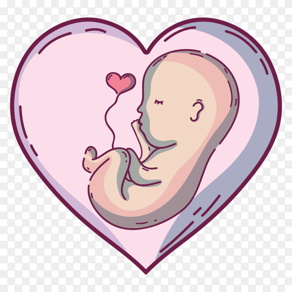 Baby inside uterus with umbilical cord on transparent background PNG