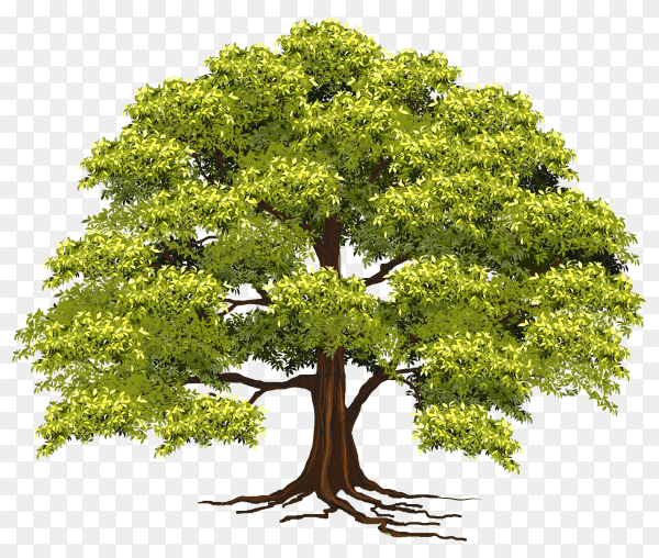 Beautiful tree realistic on transparent background PNG