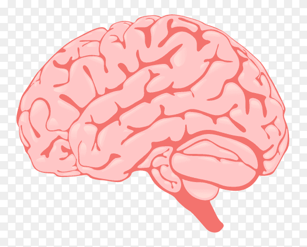 Human brain illustration on transparent background PNG