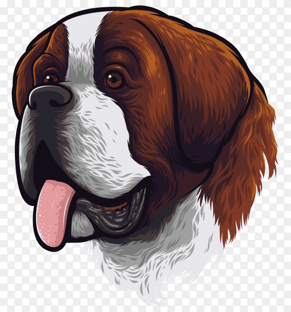 Saint Bernard dog portrait on transparent background PNG