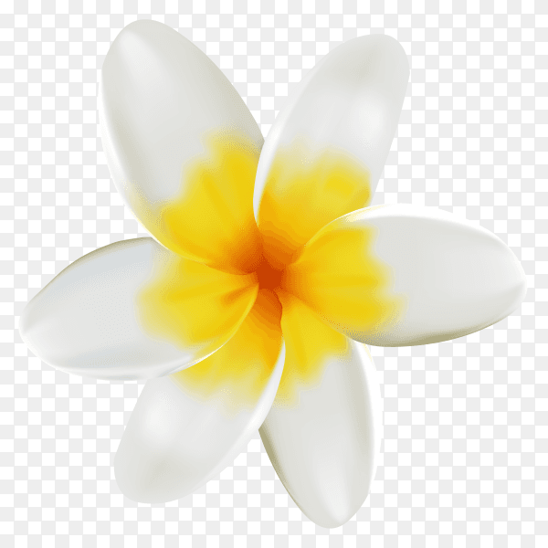White and yelllow flower isolated on transparent background PNG