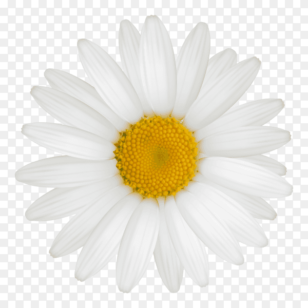 White flower illustration premium vector PNG