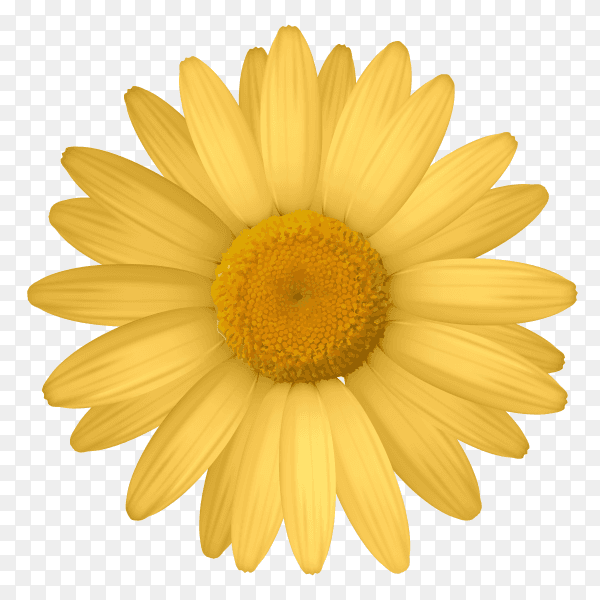 Yellow flower on transparent background PNG