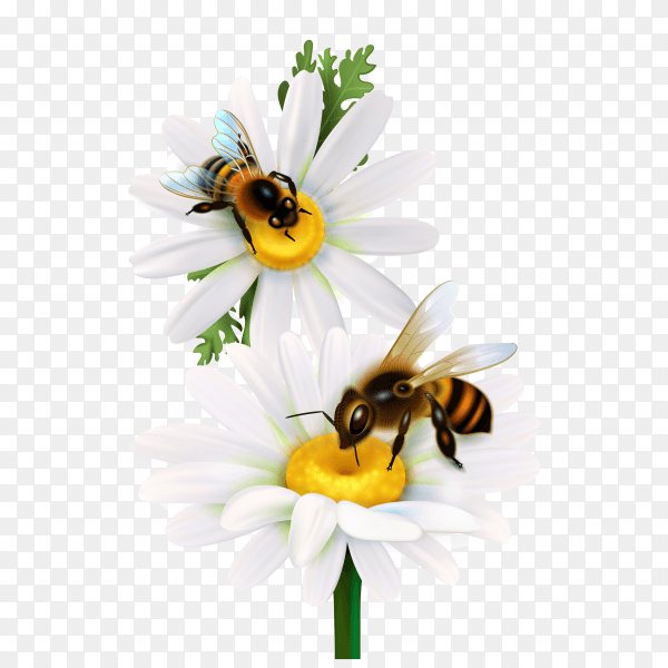 Honey bees sitting on daisy flowers on transparent background PNG