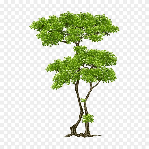 Beautiful green tree illustration on transparent background PNG