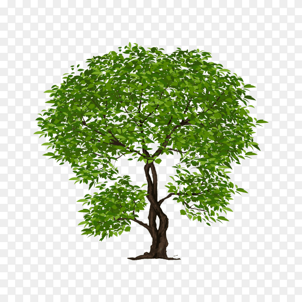 Beautiful green tree illustration premium vector PNG