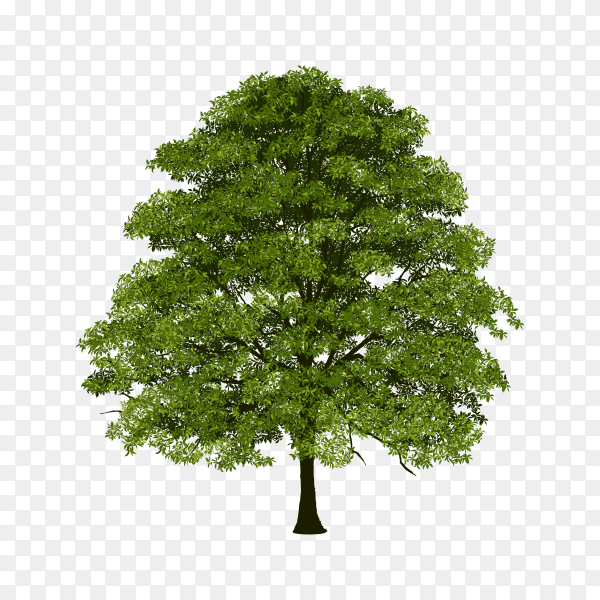 Beautiful green tree isolated on transparent background PNG