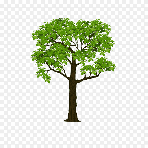 Beautiful tree isolated on transparent PNG