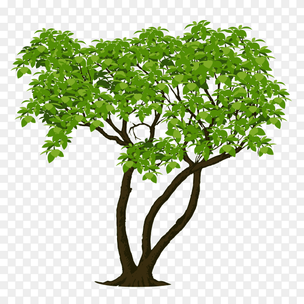 Beautiful tree isolated on transparent background PNG
