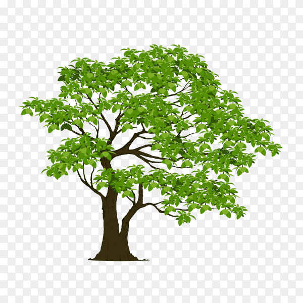 Beautiful tree isolated premium vector PNG
