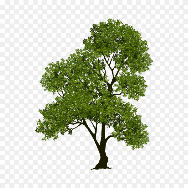 Beautiful tree realistic premium vector PNG
