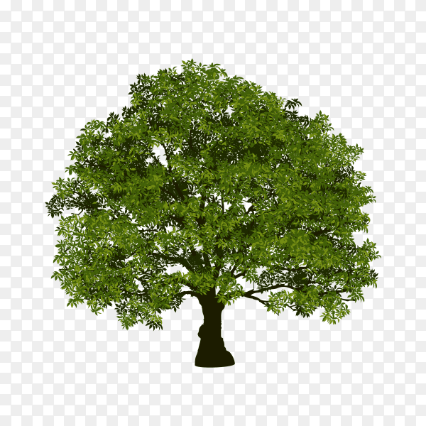 Beautiful tree with green leaf premium vector PNG