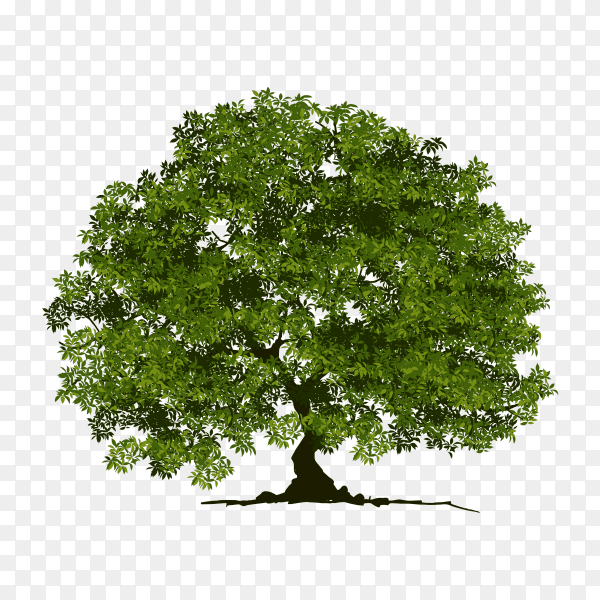 Big green tree on transparent background PNG