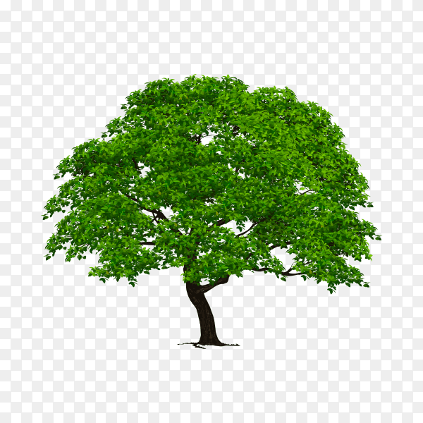 Falt design of tree with green leaves on transparent background PNG