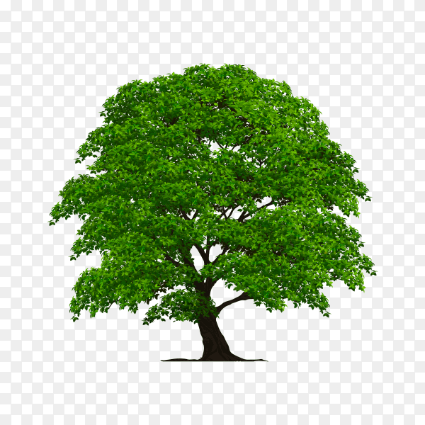 Flat design of tree with green leaves on transparent background PNG