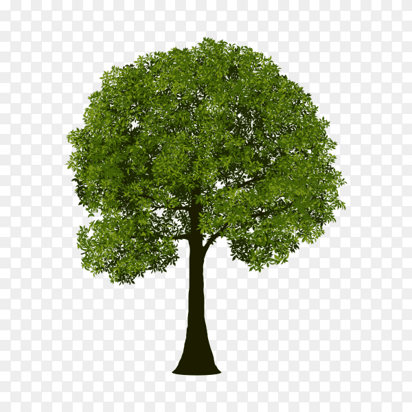 Green Tree isolated on transparent PNG