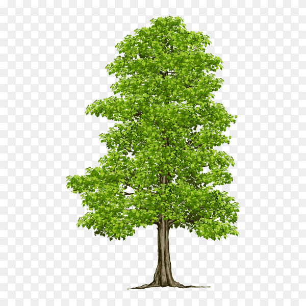 Green Tree isolated on transparent background PNG