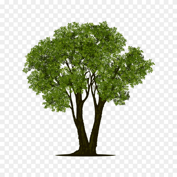 Green tree illustration on transparent background PNG