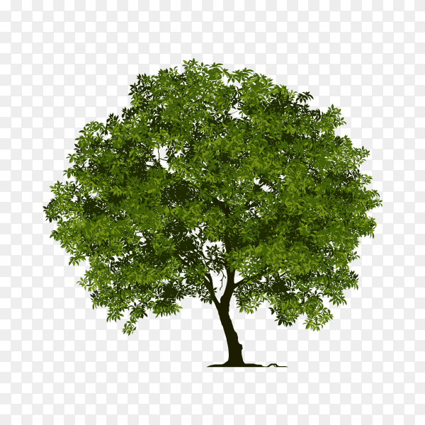 Green tree on transparent PNG