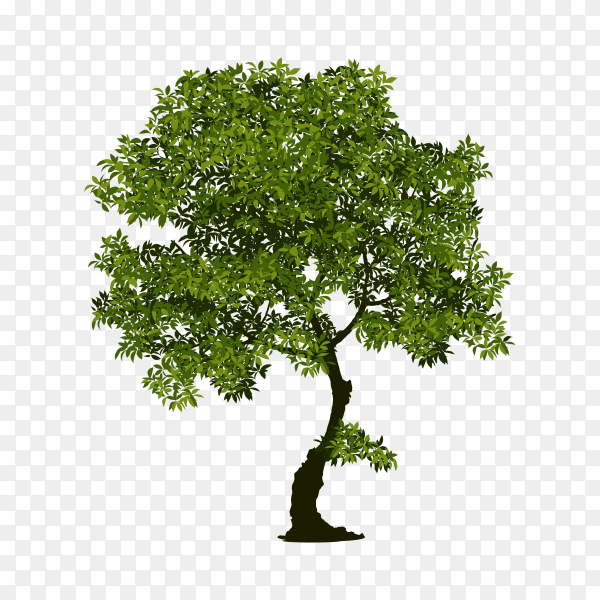 Green tree on transparent background PNG