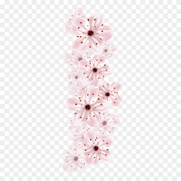 Beautiful cherry blossom branch on transparent background PNG