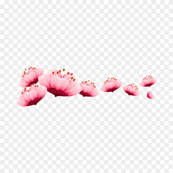 Cherry blossom isolated on transparent PNG