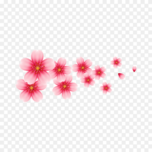 Cherry blossom isolated on transparent background PNG