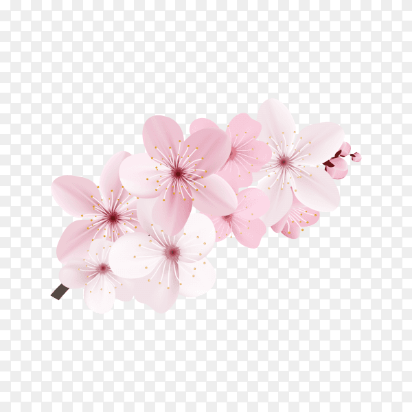 Dark and light pink sakura flower isolated on transparent background PNG