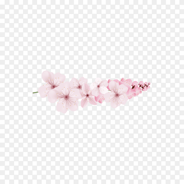 Dark and light pink sakura flower on transparent PNG