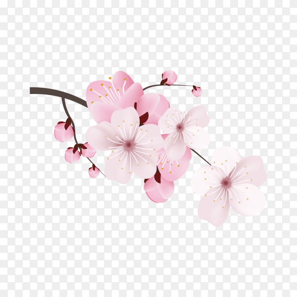 Dark and light pink sakura flower on transparent background PNG