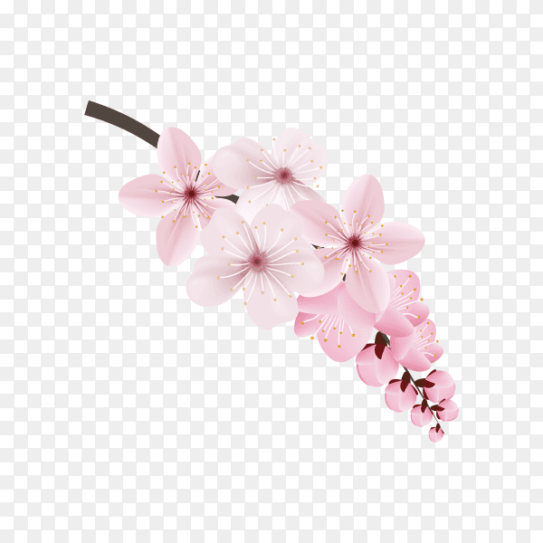 Dark and light pink sakura flower premium vector PNG