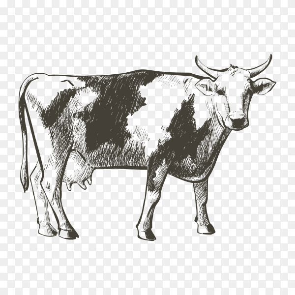 Hand drawn cow on transparent background PNG