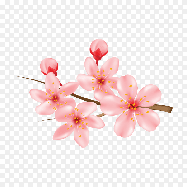 Realistic 3d cherry blossom isolated on transparent background PNG