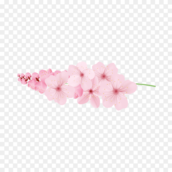 Realistic sakura branch tree mock up illustration on transparent background PNG
