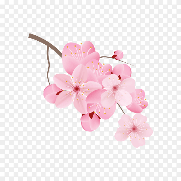 Realistic sakura branch tree mock up on transparent PNG