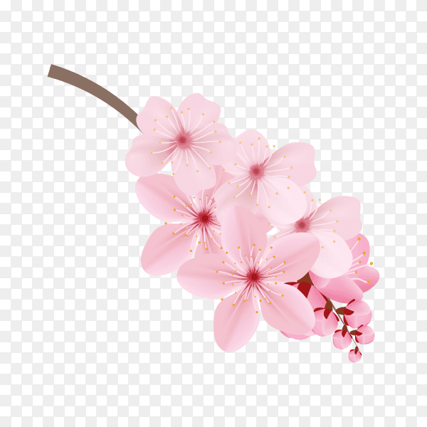 Realistic sakura branch tree mock up on transparent background PNG